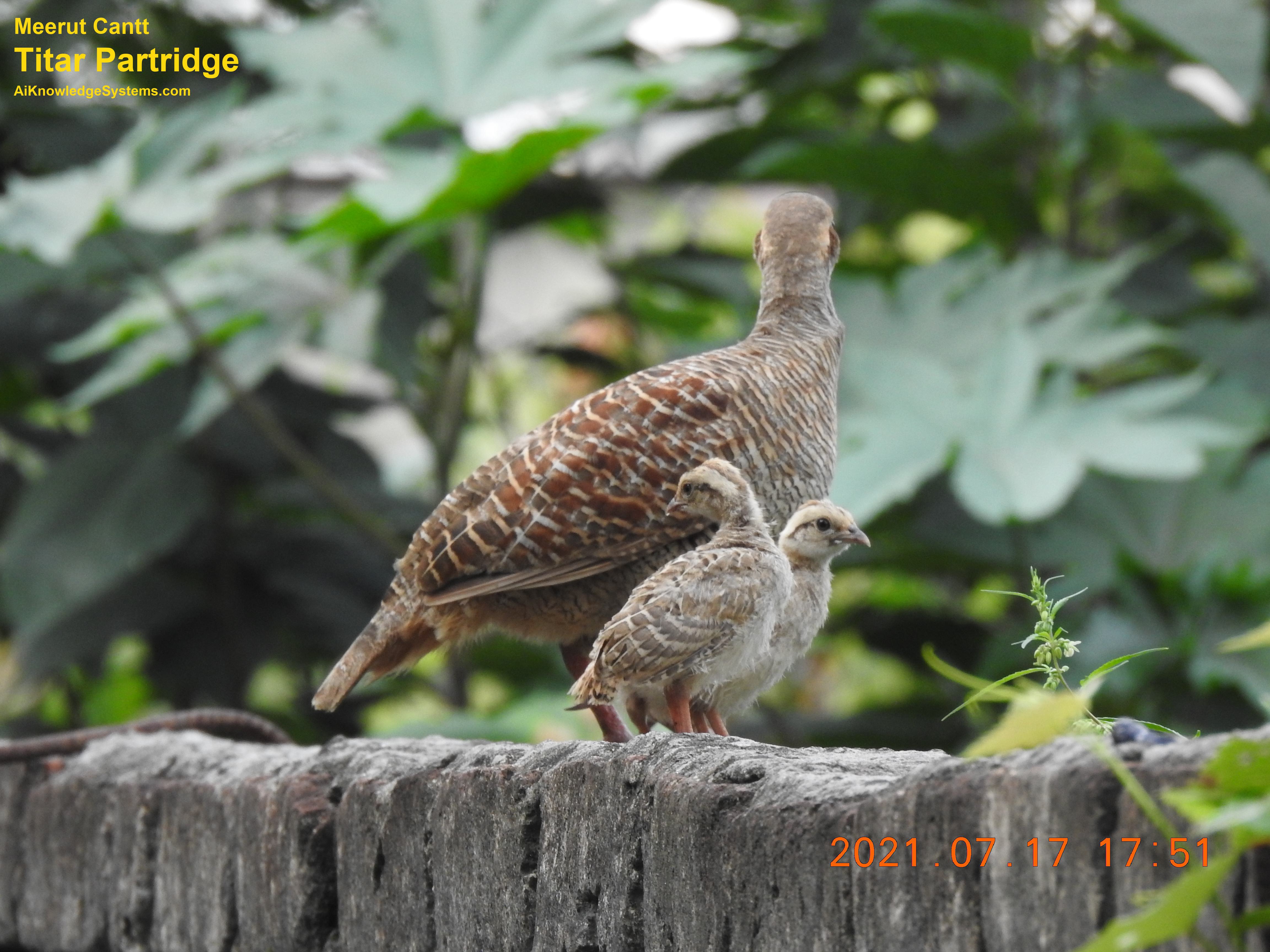 Titar Partridge (29) Coming Soon